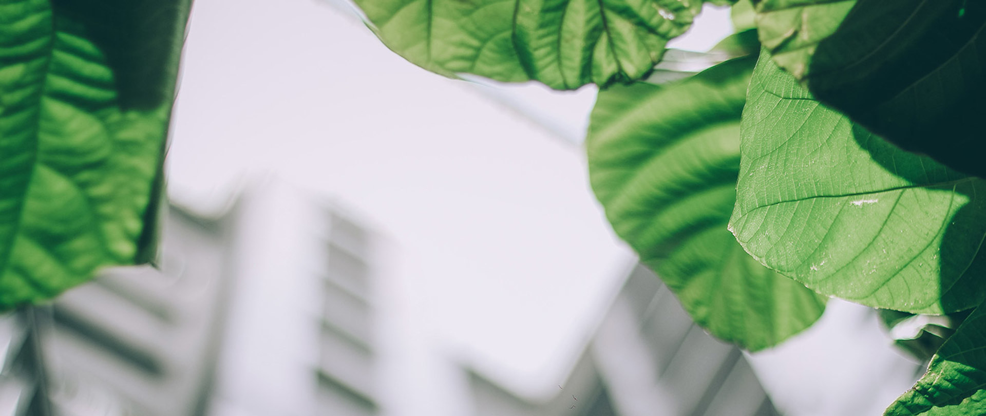 Green-Building-Article-Banner