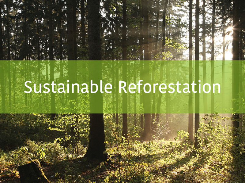 27-Dec-Forest-Banner